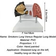 thumbnail image 3 of Smokers Lung Model, Healthy Lung Model Life Size Human Lung Anatomy Model with Pathological Features, 3 of 8