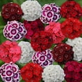 thumbnail image 3 of Outsidepride Dianthus Sweet William Wildflower Seed Mix - 1/4 LB, 3 of 3