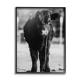 thumbnail image 2 of Stupell Industries Baby Cattle Calf Grazing Rural Farm Photography Photograph Gray Framed Art Print Wall Art, Design by Dakota Diener, 2 of 5