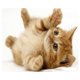 thumbnail image 1 of Alfombrilla para mouse con diseño de gatos - 9 modelos adorables, antideslizante para PC y MacBook (18x22 cm) - Suave y cómoda para gaming y trabajo, 1 of 6