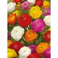 thumbnail image 1 of TASC Flower Bulbs Ranunculus Asiaticus Assorted (15 Bulbs), 1 of 1