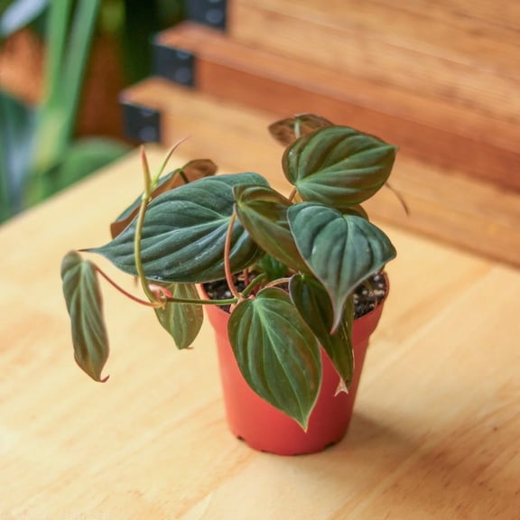 Mican Philodendron - Velvet Leaf - 1 Live Starter Plant - Philodendron Hederaceum - Beautiful Trailing Houseplant