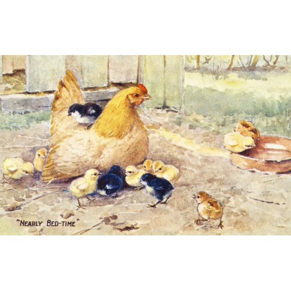Vintage greeting card with illustration of hen and chicks from 20th century Canvas Art - Remsberg Inc Design Pics (38 x 24)