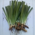 thumbnail image 3 of Iris , Low Maintenance - Easy Grow - Ideal for Beds Borders, Plant Pots & Planters, 3 of 5