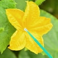 thumbnail image 3 of REACHISE 200pcs Garden Pollinator Vegetable Pollinator Pen Portable Pollinator Tool Easy To Use And Application Pollinator Pollination Tool, 3 of 9