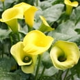 thumbnail image 2 of Millennium Queen Calla Lilies Flower Bulbs - 3 Lily Bulbs per Pack - Attracts Butterflies and Hummingbirds - Deer Resistant - Good as Cut Flowers - Grows Well In Containers - Perennializing Garden, 2 of 5
