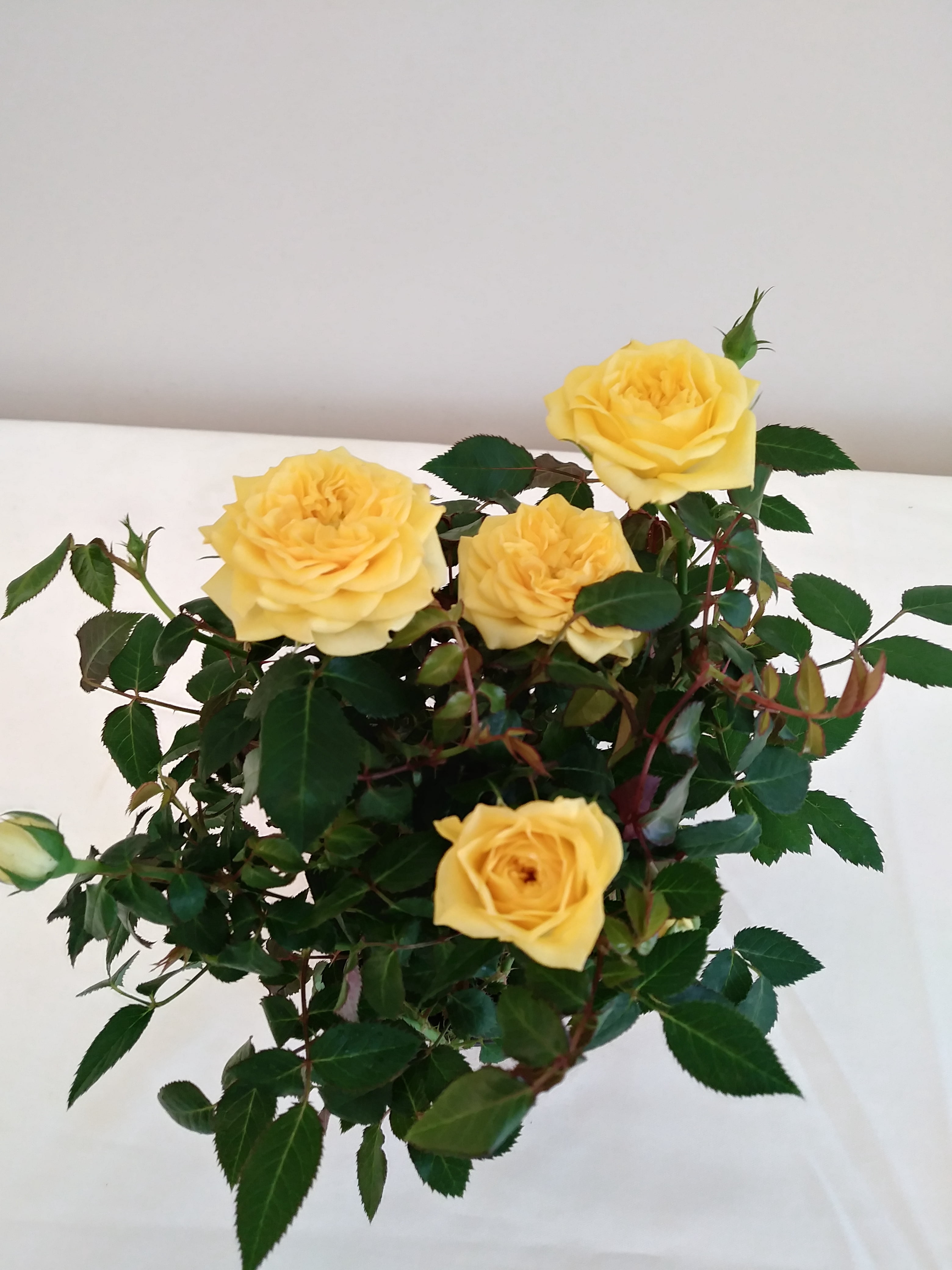 Live 6" Mini Yellow Rose Bush in Copper Comfort and Joy Holiday Gift Container- 6 Inch Indoor Plant