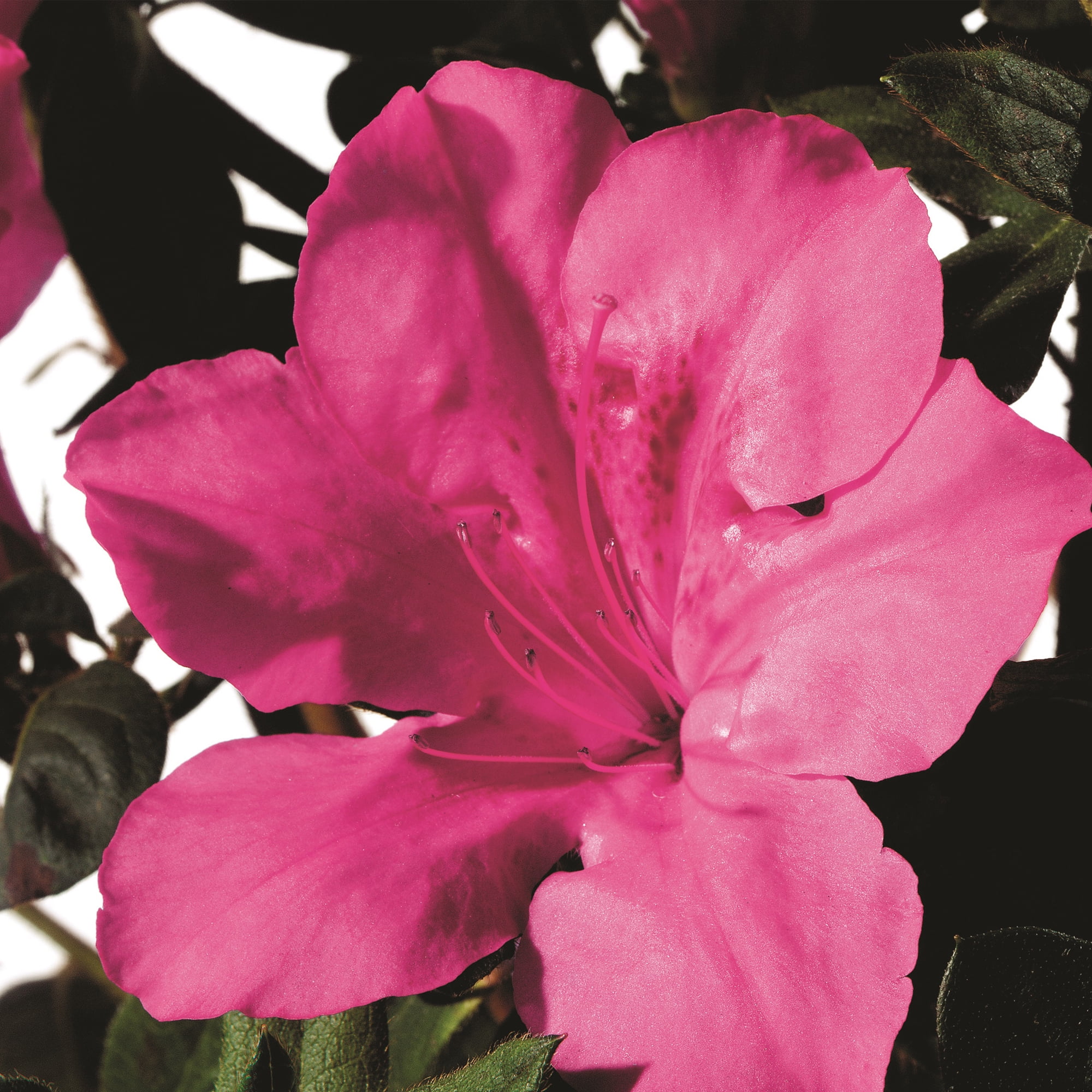 Encore Azalea Autumn Sangria Live Shrubs