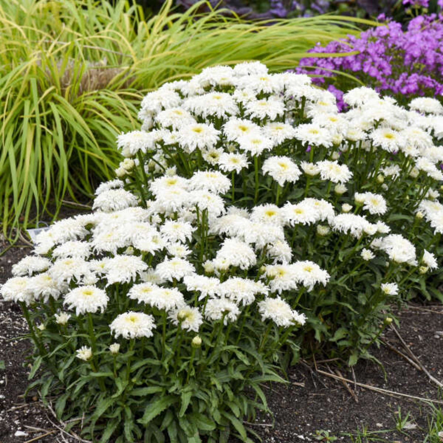 Proven Winners 5" White Amazing Daisies 'Marshmallow' Shasta Daisy Live Plant in 4.5" Pot (4 Count)