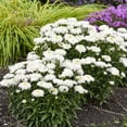 thumbnail image 4 of Proven Winners 6" White Amazing Daisies 'Marshmallow' Shasta Daisy Live Plant in 7.5" Pot, 4 of 6
