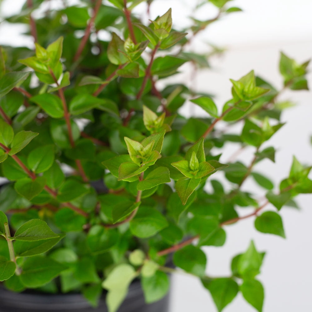 Expert Gardener Rose Creek Abelia (2.5 Qt) Semi-Evergreen Flowering Shrub - Full Sun to Part Sun Live Outdoor Plant