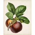 thumbnail image 3 of Vision Studio 12x14 Black Modern Framed Museum Art Print Titled - Antique Fruit IX, 3 of 5