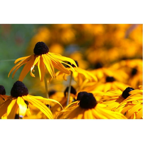 Arena "Big Brother" Wall Decal