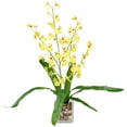 thumbnail image 2 of Northlight 23.5" Yellow Potted Artificial Oncidium Orchid Flower Plant, 2 of 6
