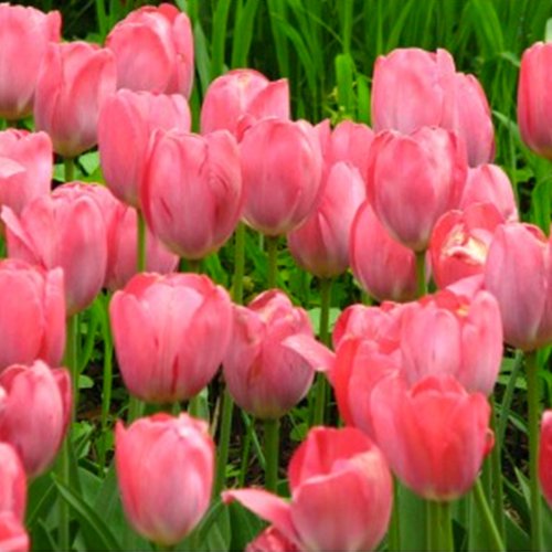 Pink Cotton Candy Tulip Flower Bulbs 8 Count