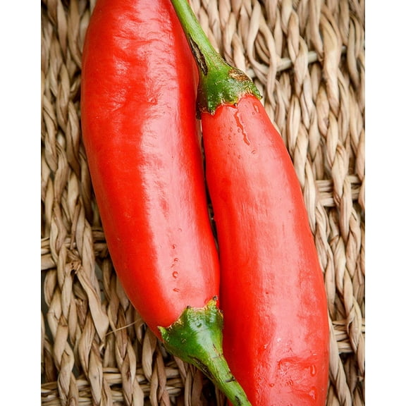 Sherwood's Seeds Aji Colorado Peruvian Heirloom Pepper Plant Seeds
