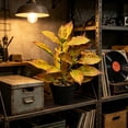 thumbnail image 6 of Artificial Potted Plants with Black Planter Faux Croton Greenery for Living Room and Office Desktop Decor, 6 of 7