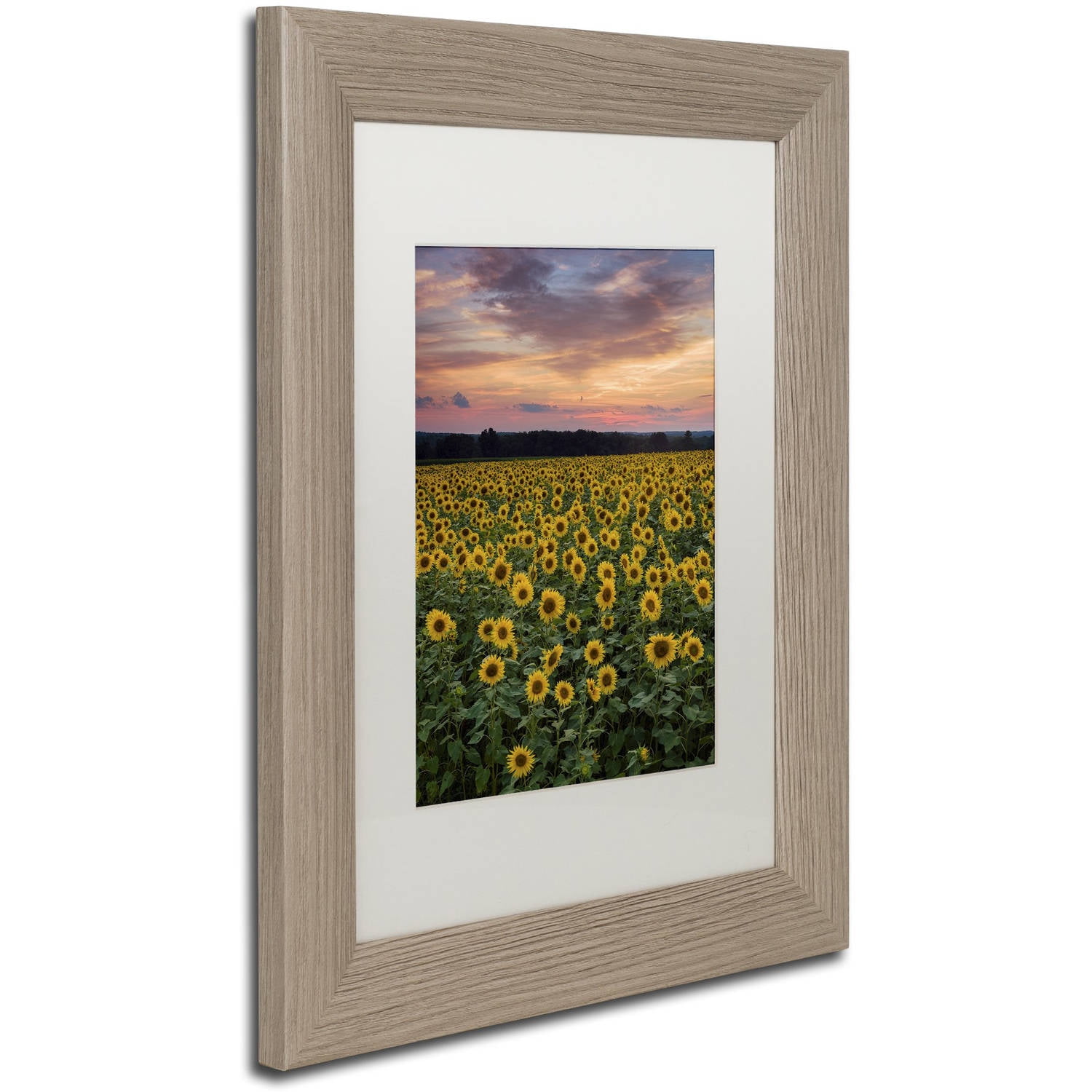 Trademark Fine Art "Sunflowers" Canvas Art by Michael Blanchette Photography White Matte, Birch Frame