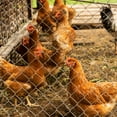thumbnail image 4 of Farm Fence 5.6ft x 57ft Heavy Zinc Coating Cattle Fence,Galvanized Field Wire Fencing Deer Fence,Goat Fence,Hog Wire Fencing for Yard Livestock & Animals Protection, 4 of 9