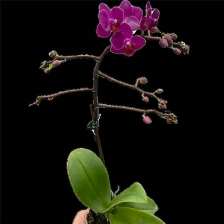 House Plant Dropship 3-PHALAENOPSIS-PURPLE-DS 3 in. Pot Orchid Purple DS Fucshia Phalaenopsis Plant