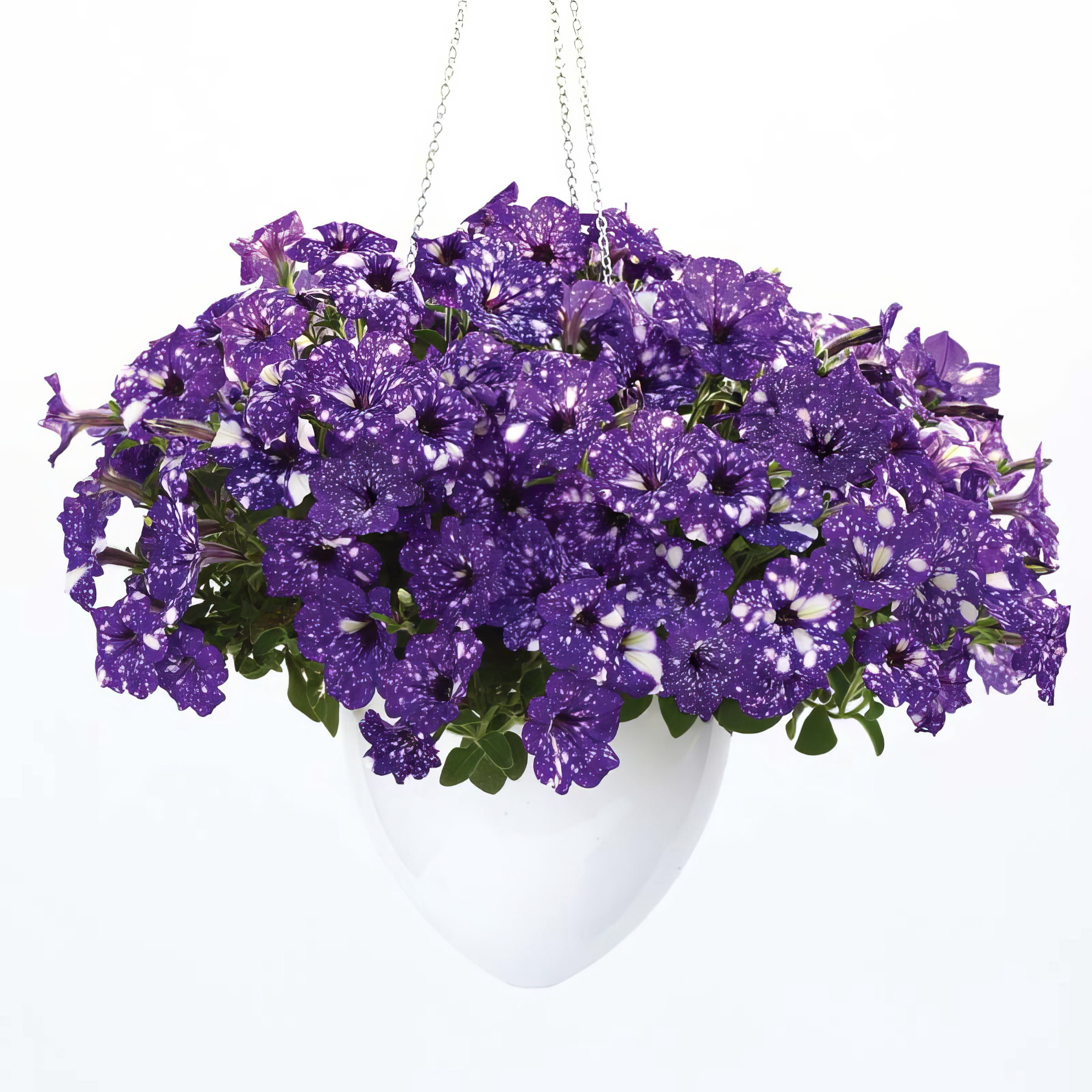 Live Annual 4" NightSky Petunia (3-Pack) with Full Sunlight