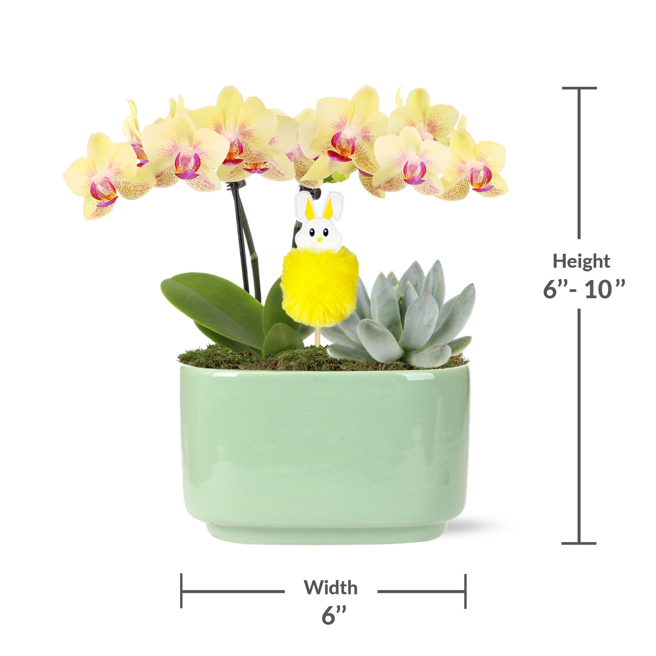 4in Yellow Live Orchid Duo in Sage Green Pot with Bunny Pick