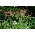 thumbnail image 6 of 10 ZEBRA GRASS Variegated Maiden Grass Miscanthus Sinensis Zebrinus aka Chinese or Japanese Silver Grass / Plume Grass / Eulalia Seeds, 6 of 11