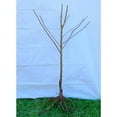 Dwarf Honeycrisp Apple Tree Bare Root, Organic Flavor Tastes Sweet