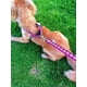 thumbnail image 5 of Correa Pechera Perros Chica Mediana Modelo Artesanal Arnés, 5 of 7