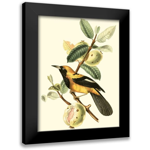 Cuvier, Georges 12x14 Black Modern Framed Museum Art Print Titled - Cuvier Exotic Birds II