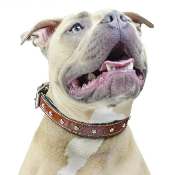 Derby Dog Designer Series USA Leather Padded Alligator With Crystals Dog Collar - 8"