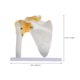 thumbnail image 3 of 1Pc Shoulder Joint Model with Ligament Human Skeleton Model Teaching Model, 3 of 4