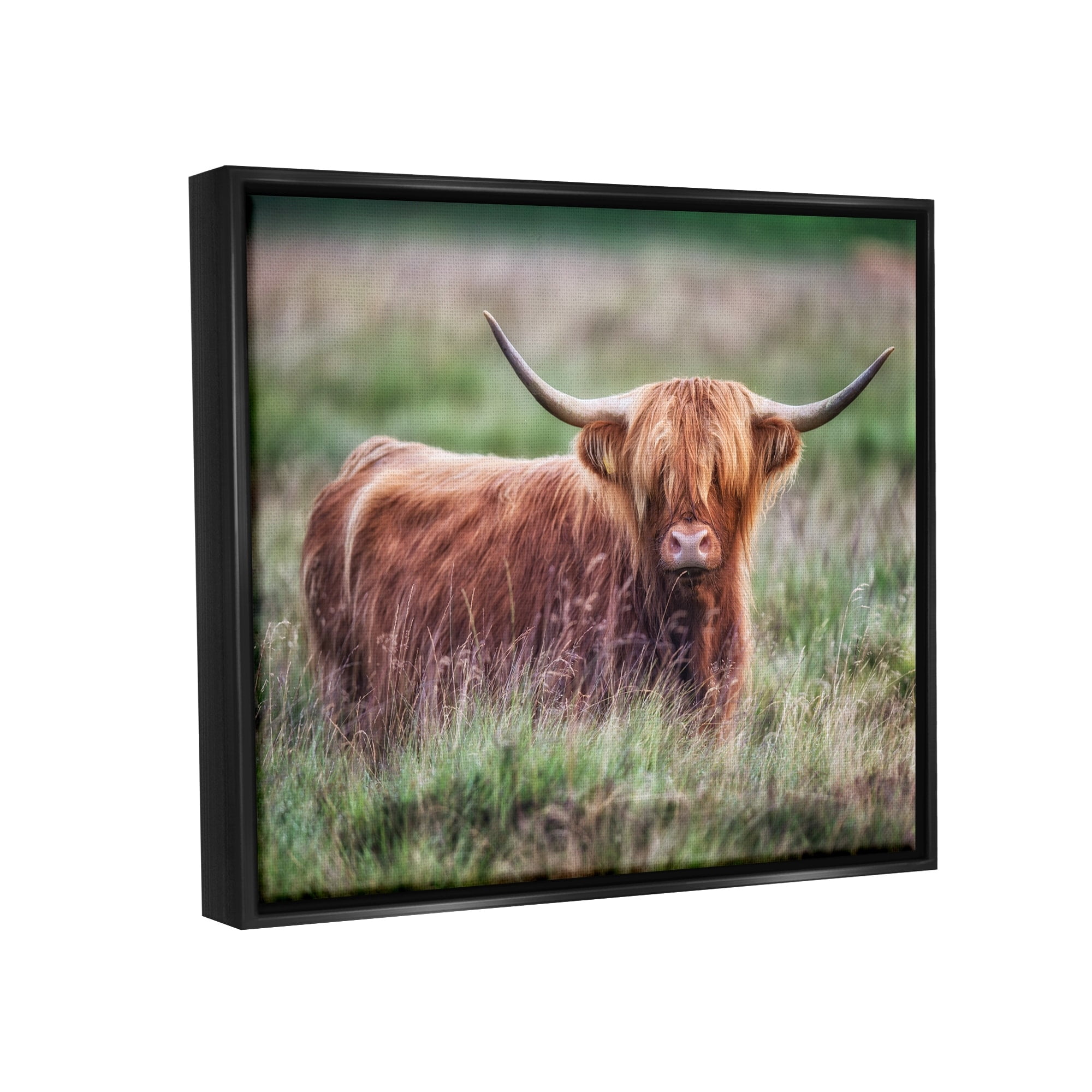 Stupell Industries Highland Longhorn Cattle Grazing Rural Countryside Grassland Photograph Jet Black Floating Framed Canvas Print Wall Art, Design by James Dobson