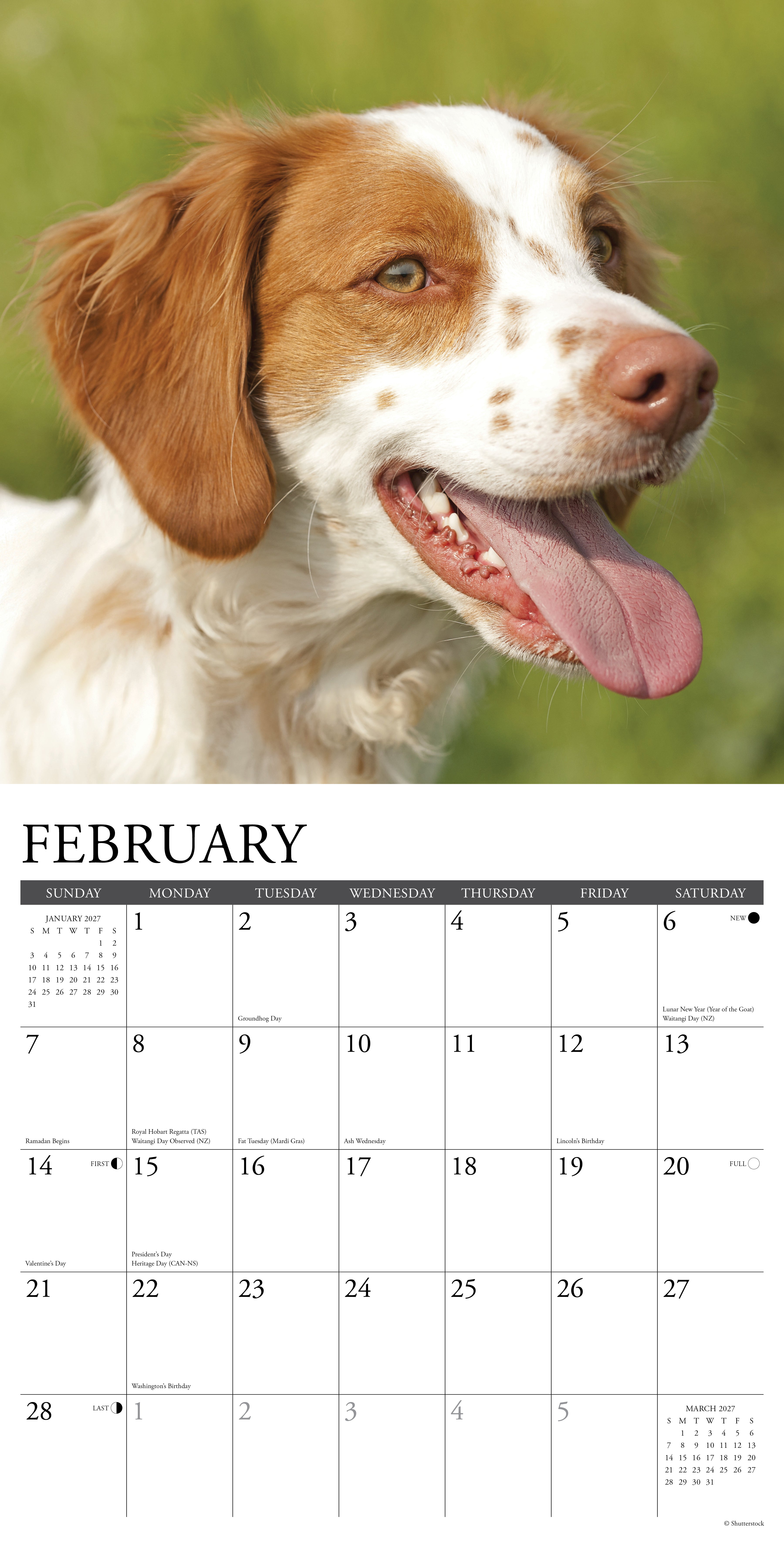 Willow Creek Press, Brittanys 2027 Wall Calendar