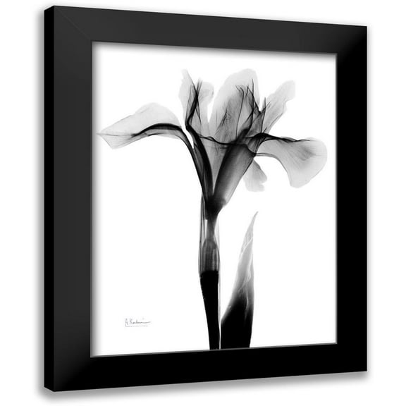 Koetsier, Albert 12x14 Black Modern Framed Museum Art Print Titled - Expressed Iris