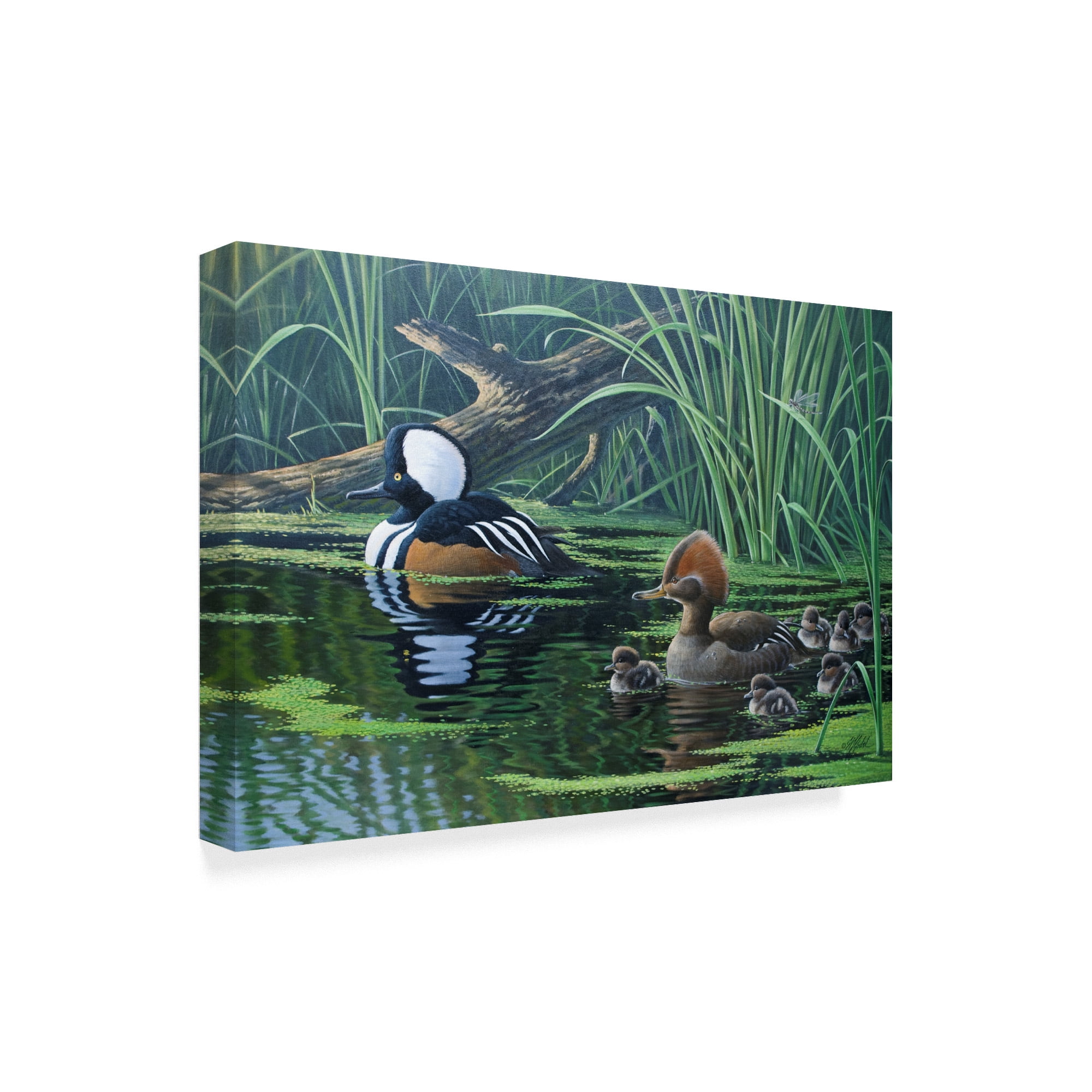 Trademark Fine Art 'Merganser' Canvas Art by Wilhelm Goebel