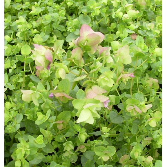Kent Beauty Ornamental Oregano - 1 Gallon Perennial