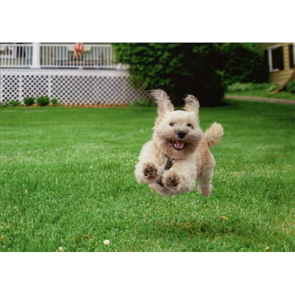 Avanti Press Running Dog Funny Birthday Card