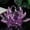 E003- Purple, variant on Lotus Flower Decor, Crystal Decor, 6cm, Light Blue Faceted Sculpting, Living Room Display, Tabletop Placement, 1 Pc