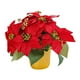 thumbnail image 5 of Planta de flor de pascua artificial, flor artificial decorativa de Navidad de flor de pascua roja en maceta, para decoración navideña de mesa,, 5 of 9