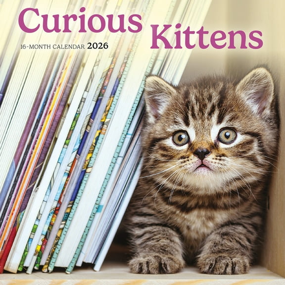 Curious Kittens: 7x7 Mini, (Paperback)