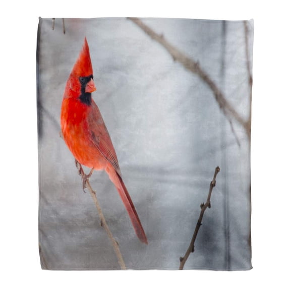 ASHLEIGH Throw Blanket Warm Cozy Print Flannel Male Northern Cardinals Perched on Limb During Winter Storm Thor Comfortable Soft for Bed Sofa and Couch 50x60 Inches