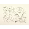 thumbnail image 2 of Félix Bracquemond 24x18 Black Ornate Framed Double Matted Museum Art Print Titled: Japanese Birds and Flowers. (1866 - 1878), 2 of 5