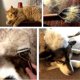 thumbnail image 5 of Rastrillo Coat King de 18 hojas para mascotas, peine profesional para desenredar el pelo de las mascotas, herramienta de aseo., 5 of 5