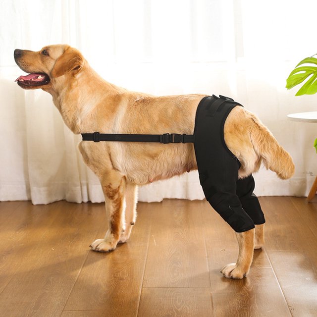 1 par de rodilleras para perros, para la parte trasera de la pata y el corvejón, con compresión y soporte adicional para lesiones y esguinces. Artículos esenciales para mascotas.