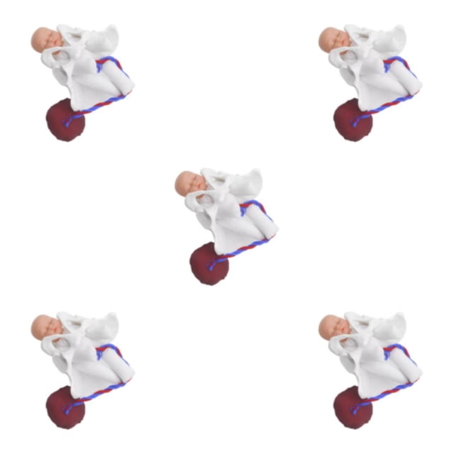 Eigraketly Female Pelvis Model Childbirth Model for Teaching Study Education Science Type2 NO2