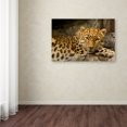 thumbnail image 3 of Trademark Fine Art 'Denver Zoo Snow Leopard' Canvas Art by Mike Jones Photo, 3 of 3
