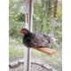 thumbnail image 4 of Chicken Swing Toy For Coop Natural Safe Wooden Accessories . Large Dur, 4 of 5