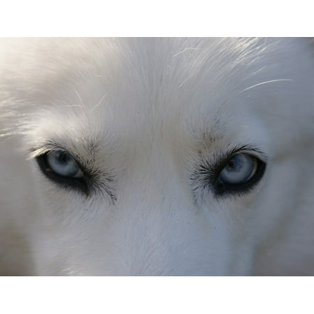 - Canvas Print Arctic Dog Eyes Doggy Siberian Polar Husky Blue Stretched Canvas 10 x 14