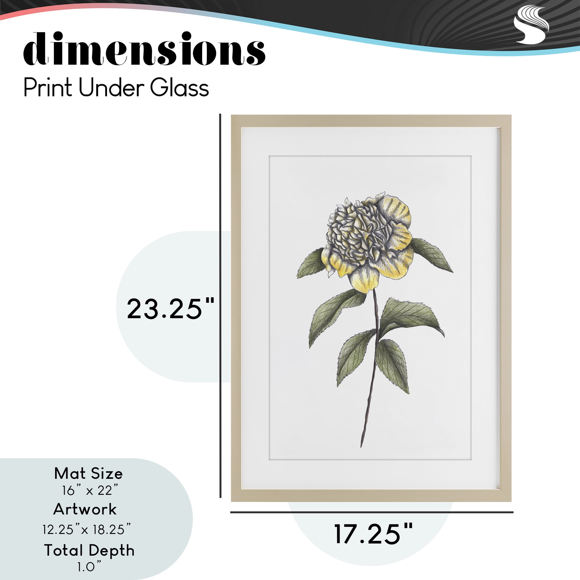 Camellia Flower Illustration Birch Framed Print Under Glass, design by Cecilia Battaini
